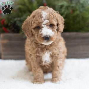 Creed, Mini Labradoodle Puppy